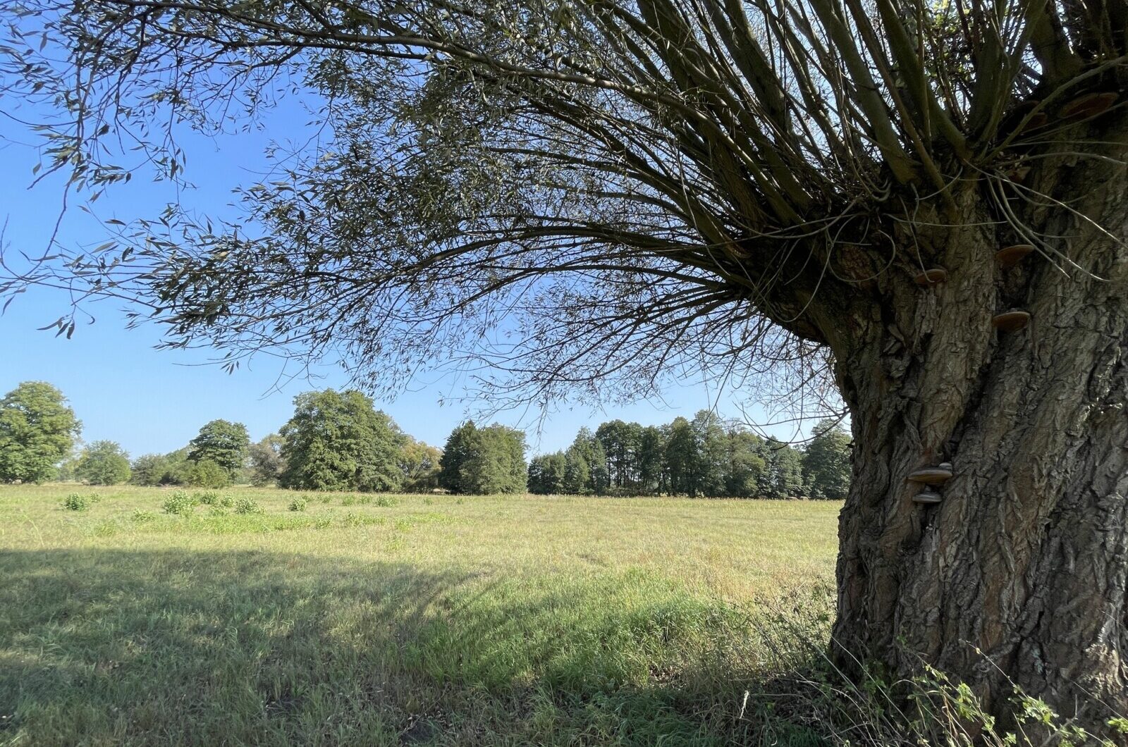 Działka na sprzedaż - Helenów, Wołomin, ul. Boryny, Vilea Property Butique 3