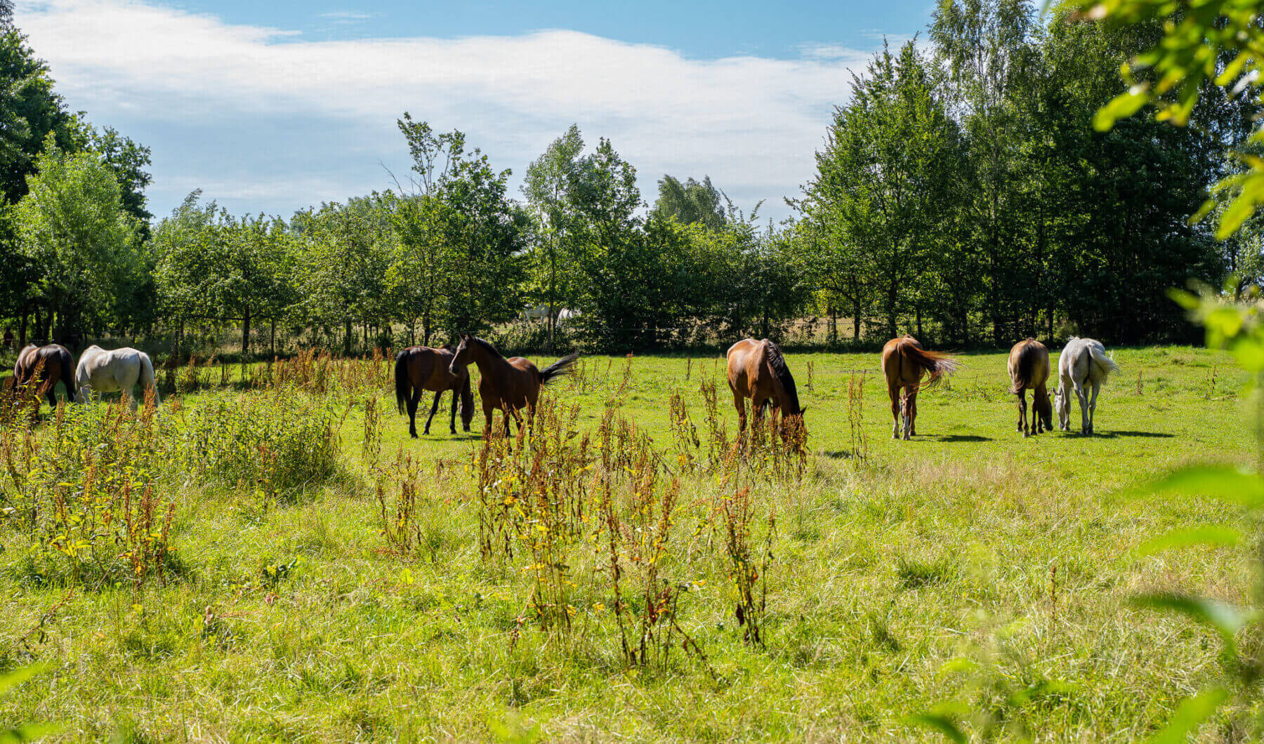 Działka na sprzedaż - Konstancin-Jeziorna, Vilea Property Butique 4