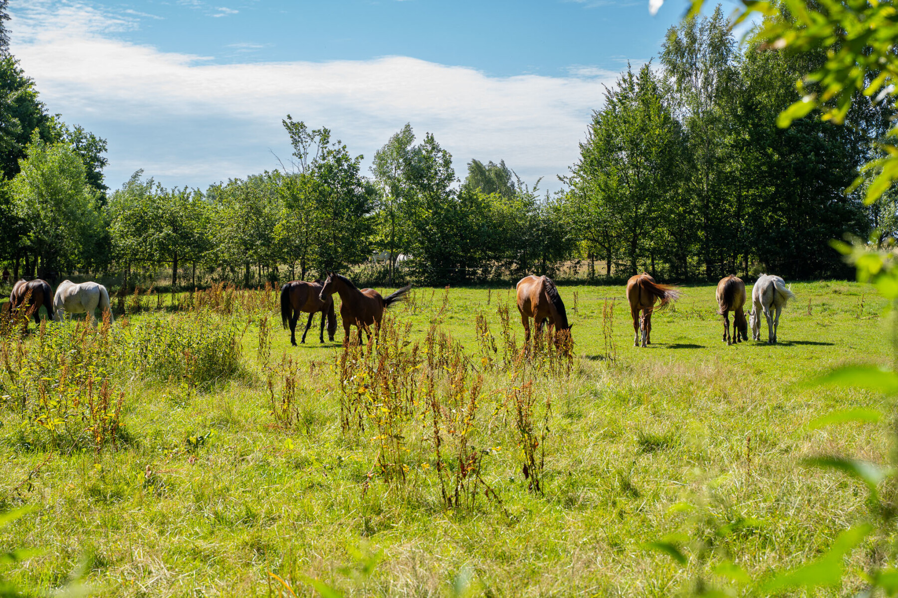 Działka na sprzedaż - Konstancin-Jeziorna, Vilea Property Butique 4